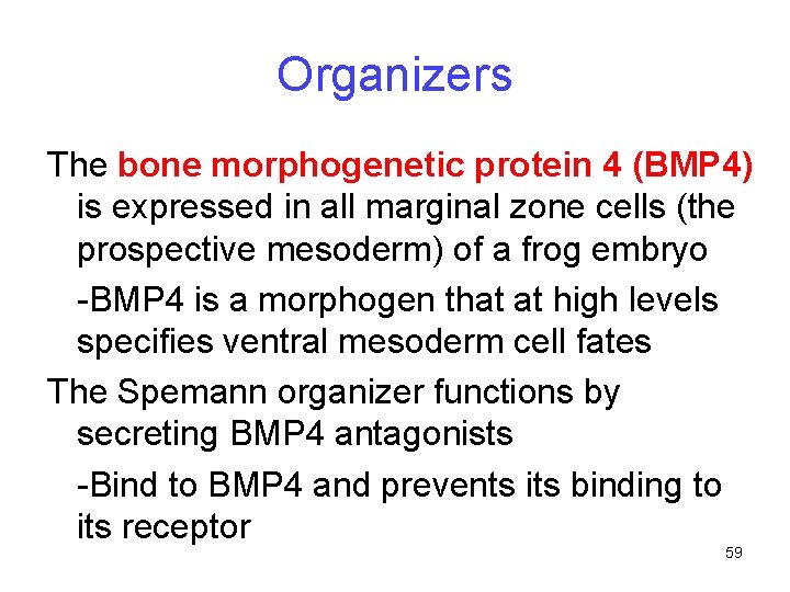 Organizers The bone morphogenetic protein 4 (BMP 4) is expressed in all marginal zone