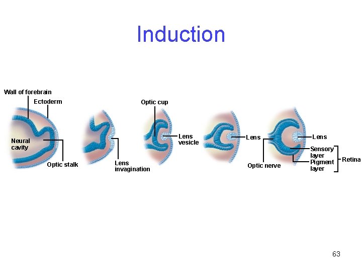 Induction Wall of forebrain Ectoderm Optic cup Lens vesicle Neural cavity Optic stalk Lens