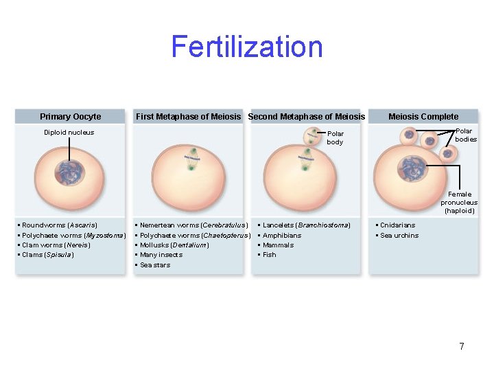 Fertilization Primary Oocyte First Metaphase of Meiosis Second Metaphase of Meiosis Diploid nucleus Meiosis