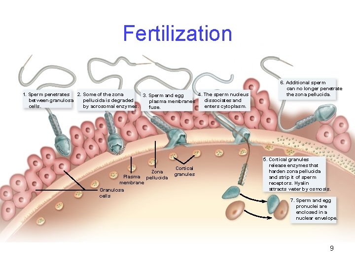 Fertilization 1. Sperm penetrates 2. Some of the zona 4. The sperm nucleus 3.