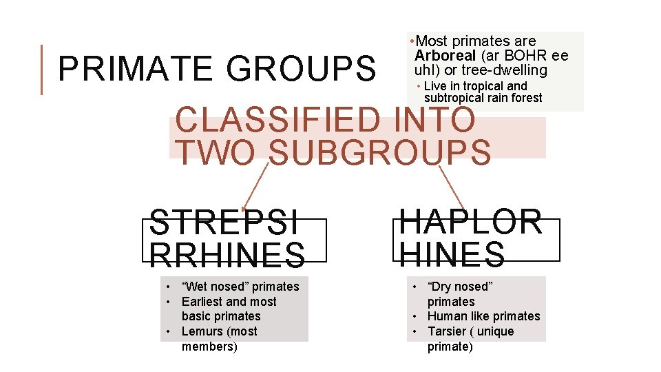  • Most primates are Arboreal (ar BOHR ee uhl) or tree-dwelling PRIMATE GROUPS