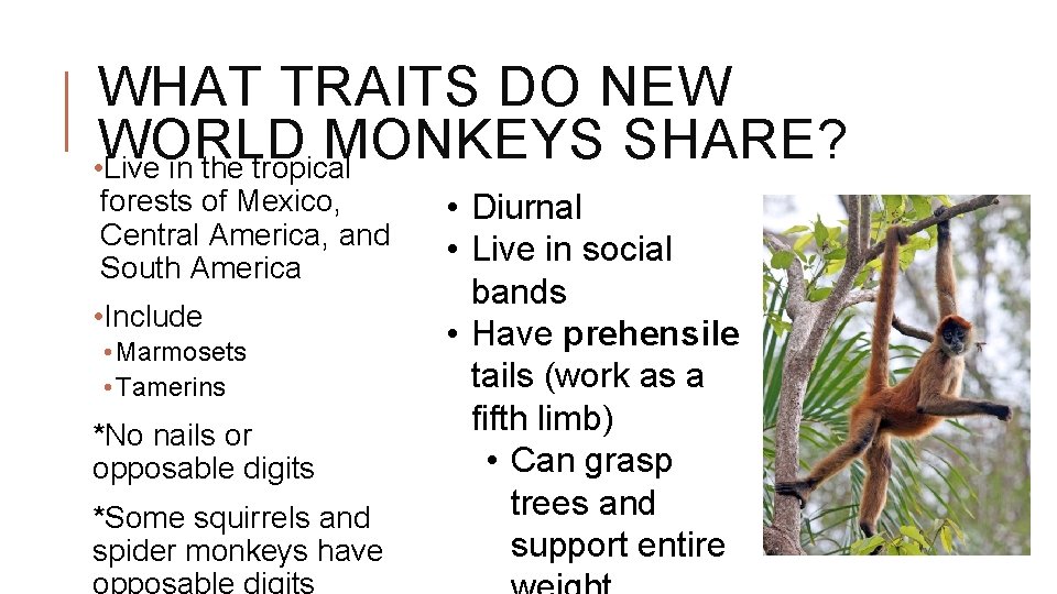 WHAT TRAITS DO NEW WORLD MONKEYS SHARE? • Live in the tropical forests of