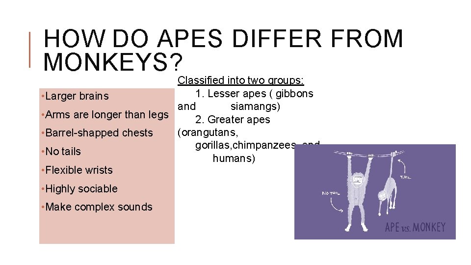 HOW DO APES DIFFER FROM MONKEYS? Classified into two groups: 1. Lesser apes (