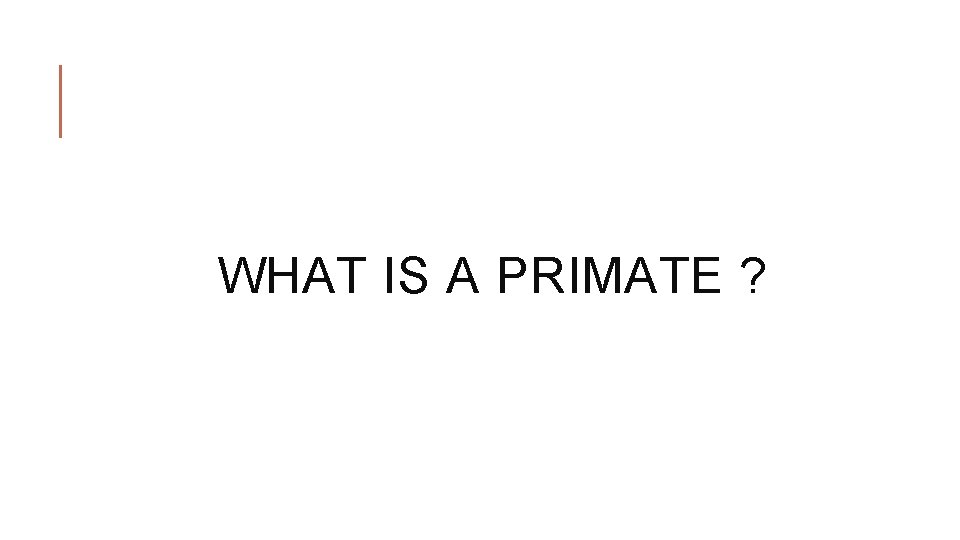 WHAT IS A PRIMATE ? 