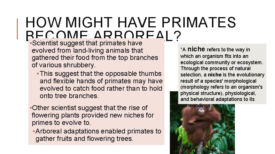 HOW MIGHT HAVE PRIMATES BECOME ARBOREAL? • Scientist suggest that primates have evolved from