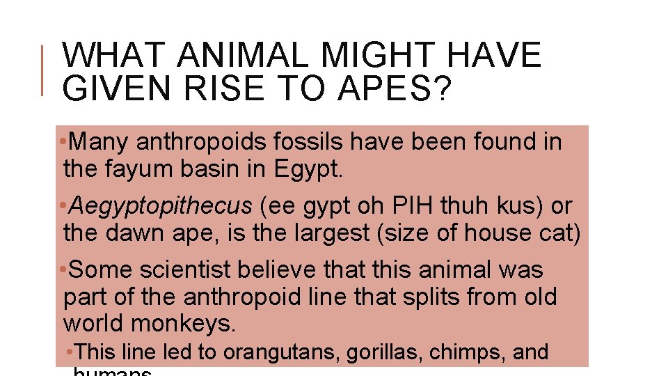 WHAT ANIMAL MIGHT HAVE GIVEN RISE TO APES? • Many anthropoids fossils have been