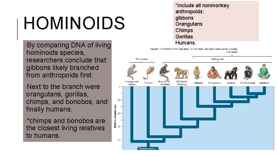 HOMINOIDS • By comparing DNA of living hominoids species, researchers conclude that gibbons likely