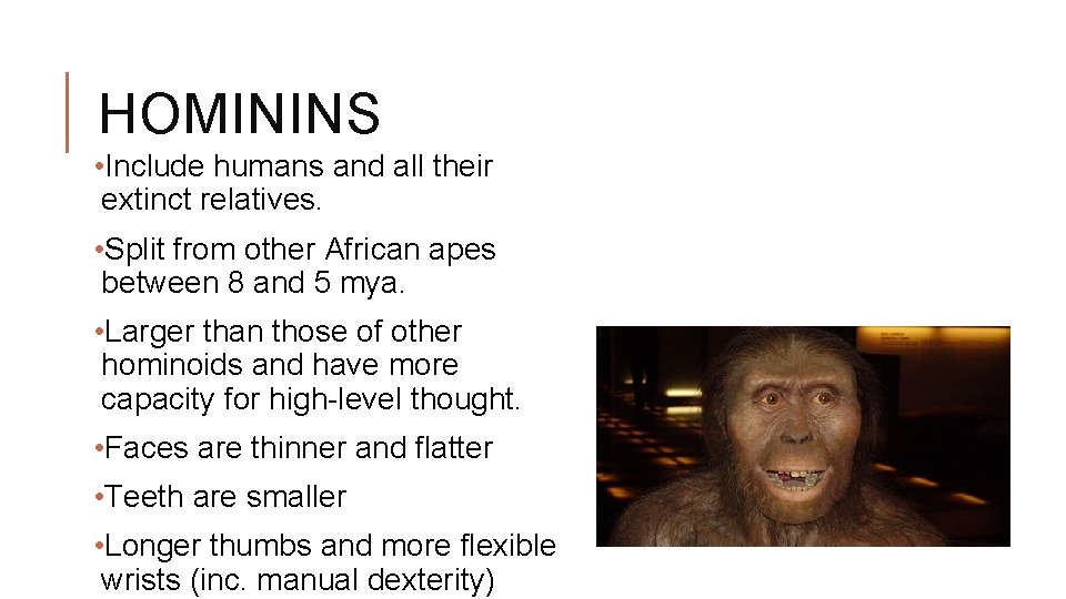 HOMININS • Include humans and all their extinct relatives. • Split from other African