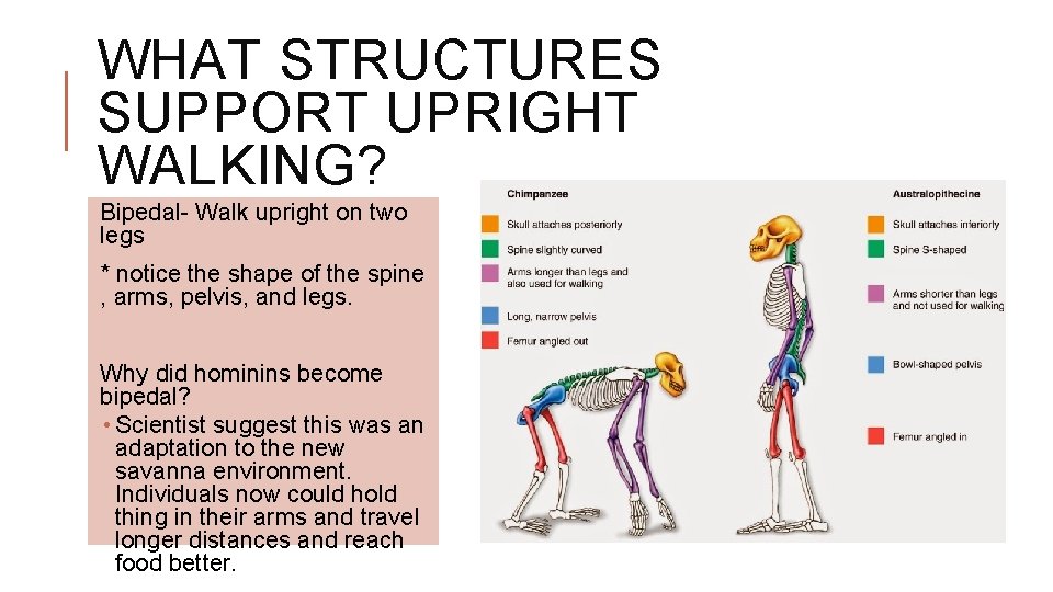 WHAT STRUCTURES SUPPORT UPRIGHT WALKING? Bipedal- Walk upright on two legs * notice the