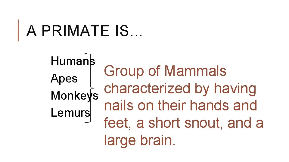 A PRIMATE IS… Humans Apes Monkeys Lemurs Group of Mammals characterized by having nails