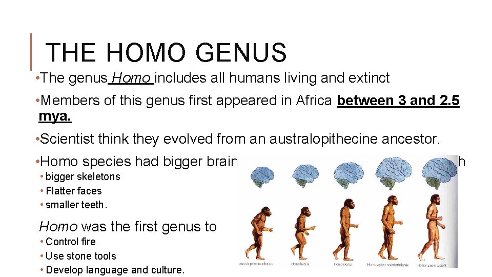 THE HOMO GENUS • The genus Homo includes all humans living and extinct •