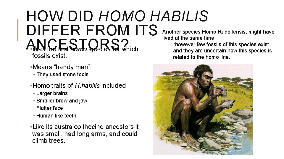 HOW DID HOMO HABILIS DIFFER FROM ITS ANCESTORS? • Was the first homo species