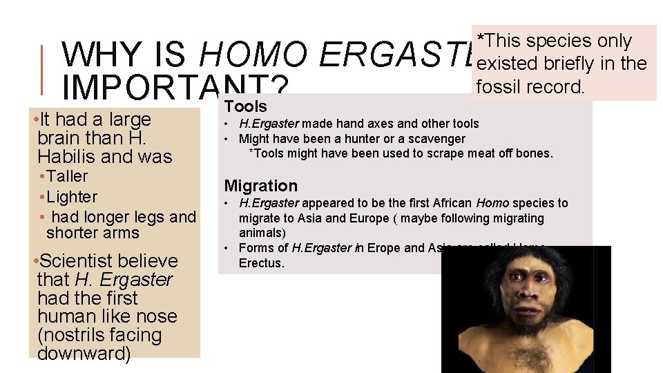 *This species only existed briefly in the fossil record. WHY IS HOMO ERGASTER IMPORTANT?