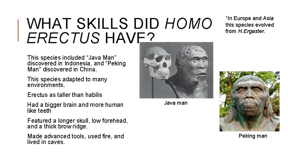 WHAT SKILLS DID HOMO ERECTUS HAVE? *In Europe and Asia this species evolved from