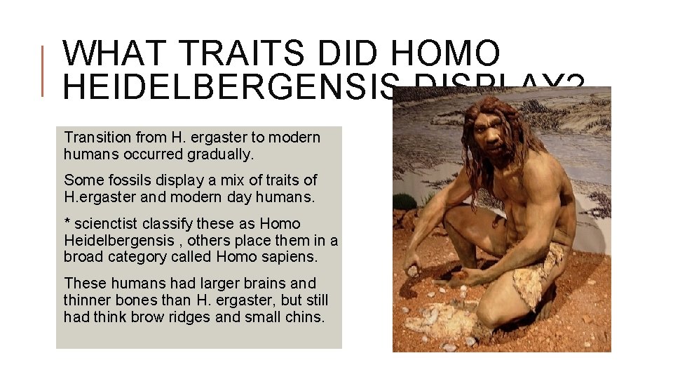 WHAT TRAITS DID HOMO HEIDELBERGENSIS DISPLAY? Transition from H. ergaster to modern humans occurred