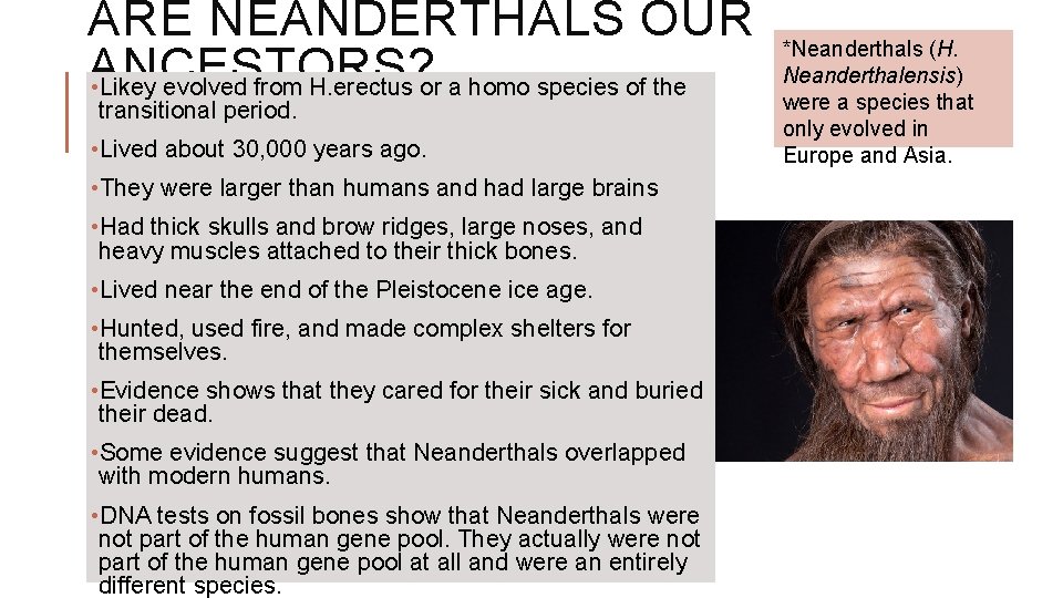 ARE NEANDERTHALS OUR ANCESTORS? • Likey evolved from H. erectus or a homo species