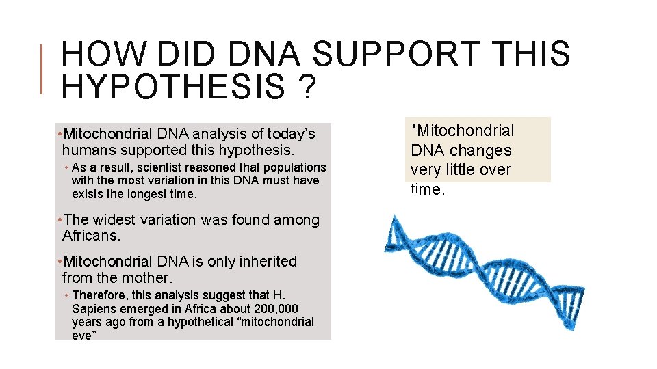 HOW DID DNA SUPPORT THIS HYPOTHESIS ? • Mitochondrial DNA analysis of today’s humans