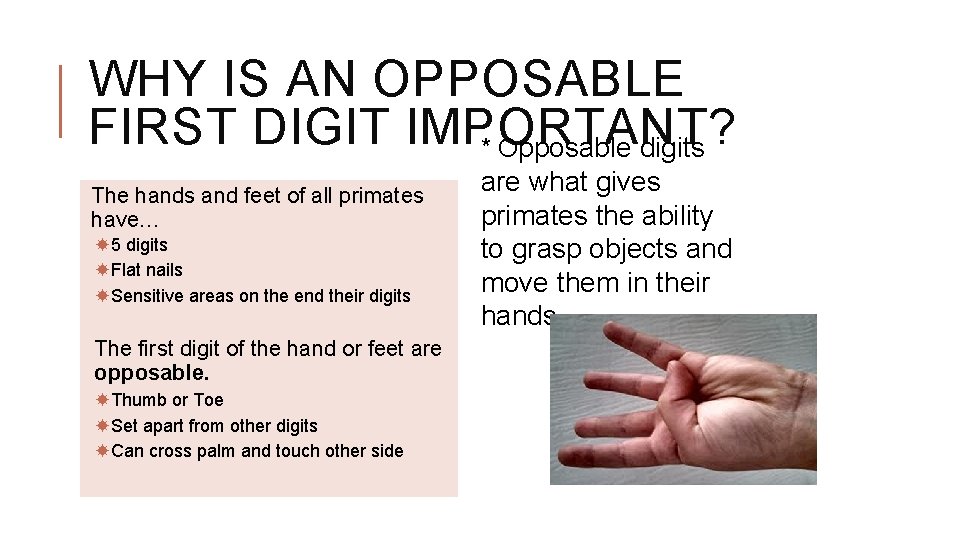 WHY IS AN OPPOSABLE FIRST DIGIT IMPORTANT? * Opposable digits The hands and feet