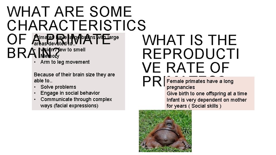 WHAT ARE SOME CHARACTERISTICS OF A PRIMATE WHAT IS THE BRAIN? REPRODUCTI VE RATE