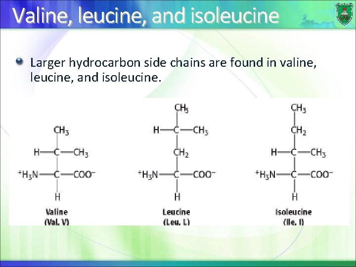 Valine, leucine, and isoleucine Larger hydrocarbon side chains are found in valine, leucine, and