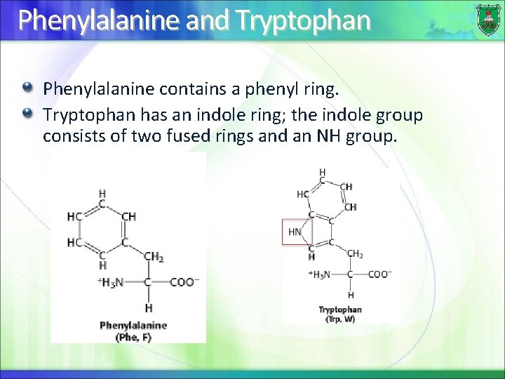 Phenylalanine and Tryptophan Phenylalanine contains a phenyl ring. Tryptophan has an indole ring; the