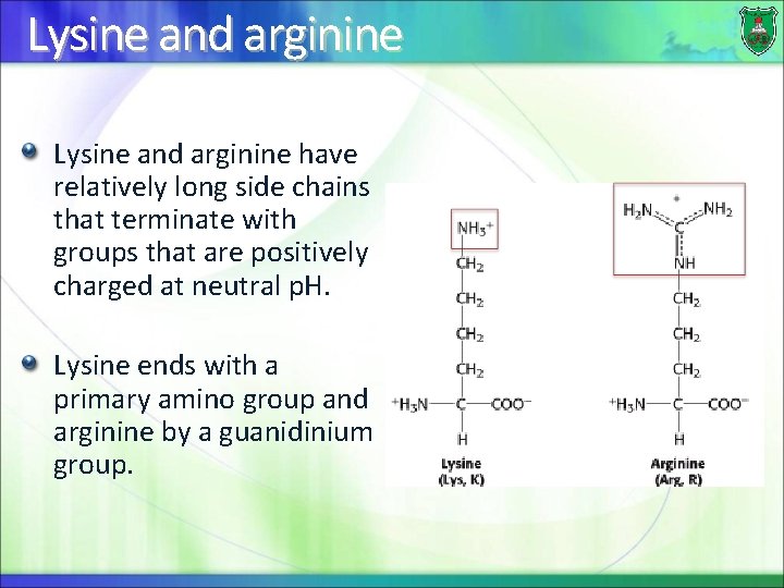 Lysine and arginine have relatively long side chains that terminate with groups that are