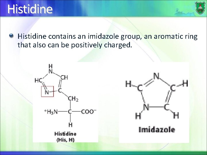 Histidine contains an imidazole group, an aromatic ring that also can be positively charged.