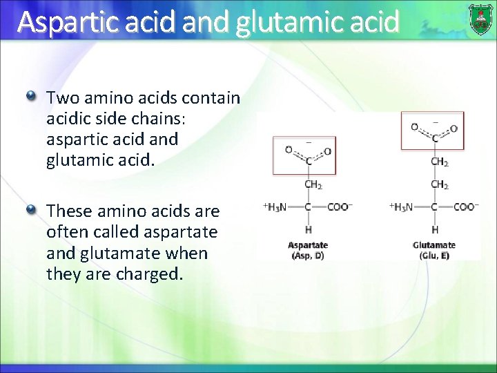 Aspartic acid and glutamic acid Two amino acids contain acidic side chains: aspartic acid