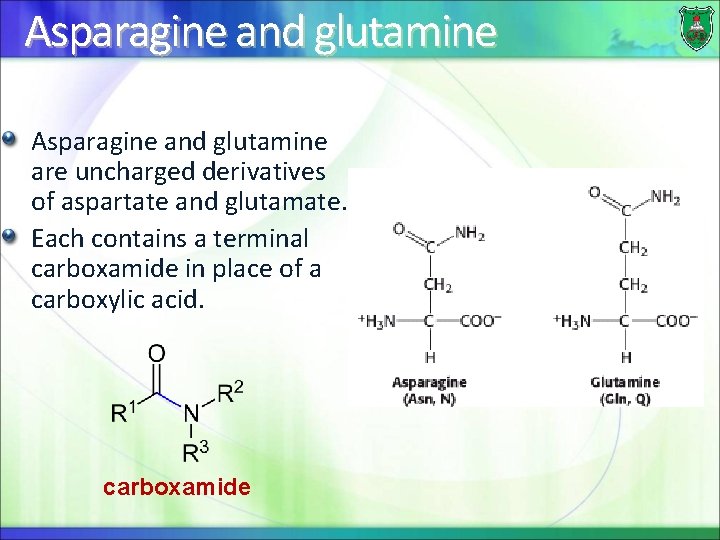 Asparagine and glutamine are uncharged derivatives of aspartate and glutamate. Each contains a terminal