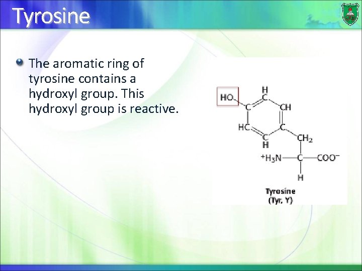 Tyrosine The aromatic ring of tyrosine contains a hydroxyl group. This hydroxyl group is