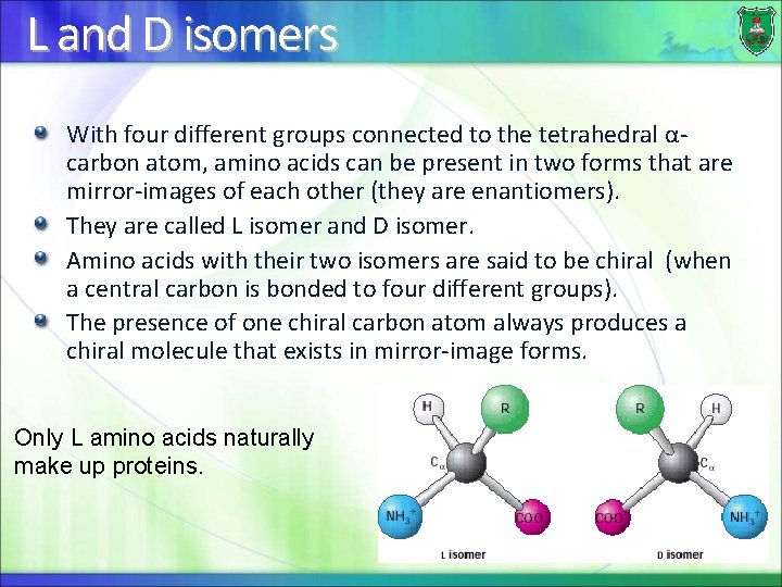 L and D isomers With four different groups connected to the tetrahedral αcarbon atom,