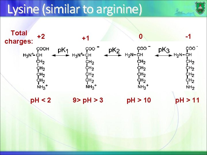 Lysine (similar to arginine) Total +2 charges: p. H < 2 +1 9> p.