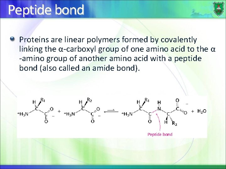 Peptide bond Proteins are linear polymers formed by covalently linking the α-carboxyl group of