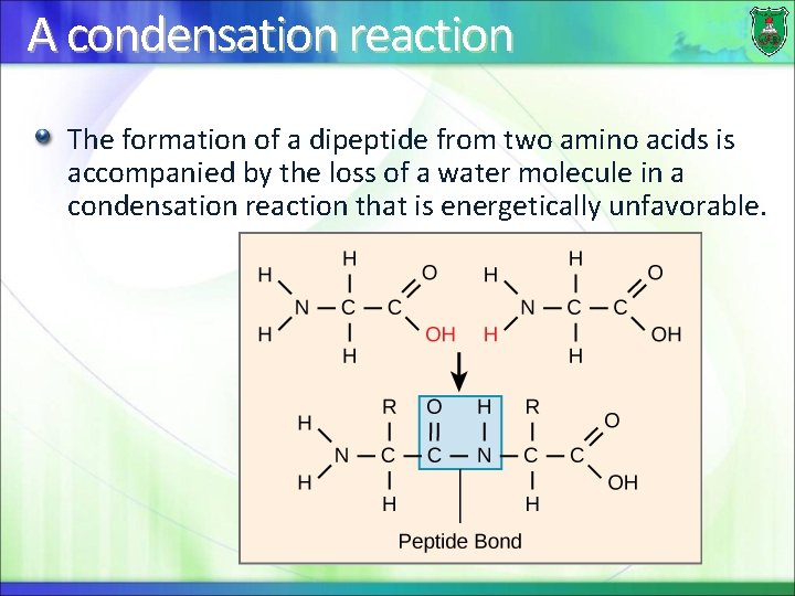 A condensation reaction The formation of a dipeptide from two amino acids is accompanied