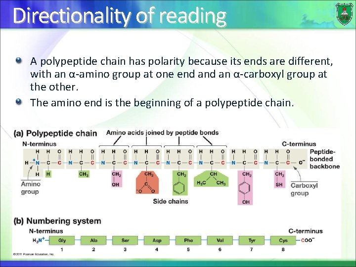 Directionality of reading A polypeptide chain has polarity because its ends are different, with