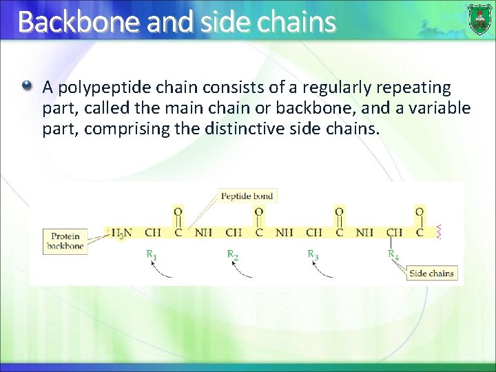 Backbone and side chains A polypeptide chain consists of a regularly repeating part, called
