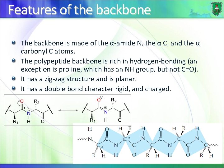 Features of the backbone The backbone is made of the α-amide N, the α
