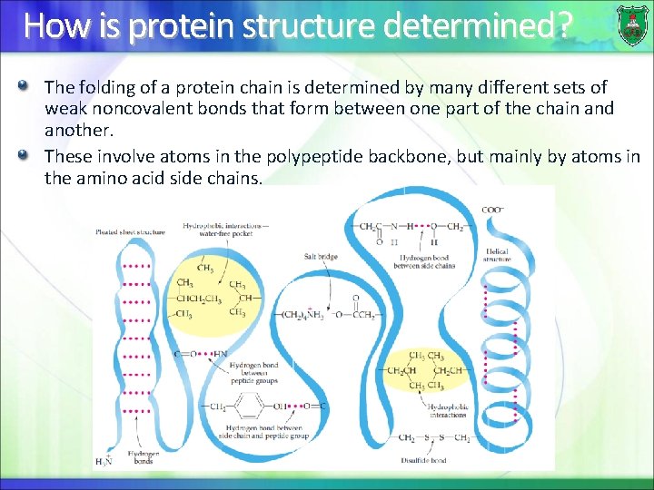 How is protein structure determined? The folding of a protein chain is determined by