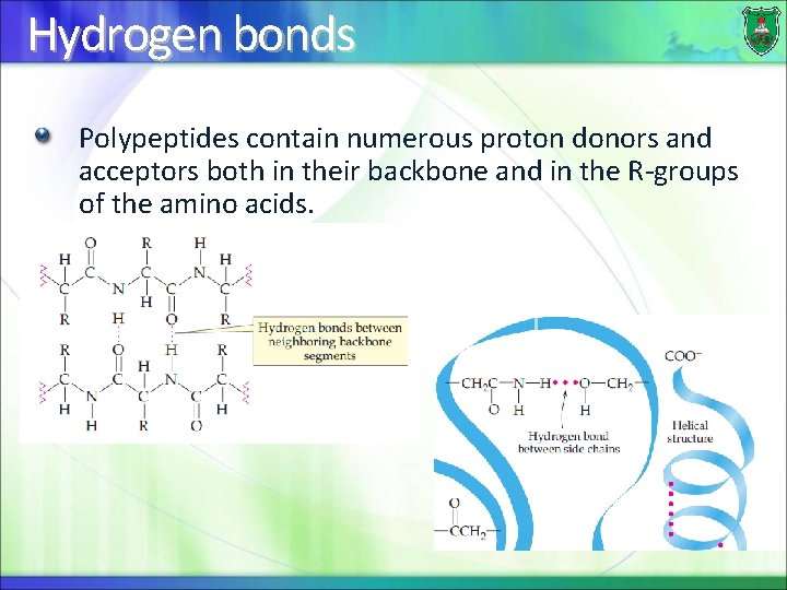Hydrogen bonds Polypeptides contain numerous proton donors and acceptors both in their backbone and