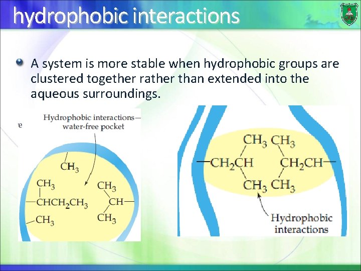 hydrophobic interactions A system is more stable when hydrophobic groups are clustered together rather