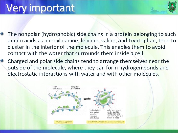 Very important The nonpolar (hydrophobic) side chains in a protein belonging to such amino