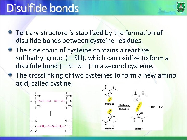 Disulfide bonds Tertiary structure is stabilized by the formation of disulfide bonds between cysteine