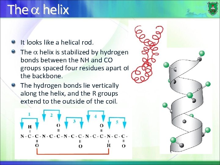 The helix It looks like a helical rod. The helix is stabilized by hydrogen