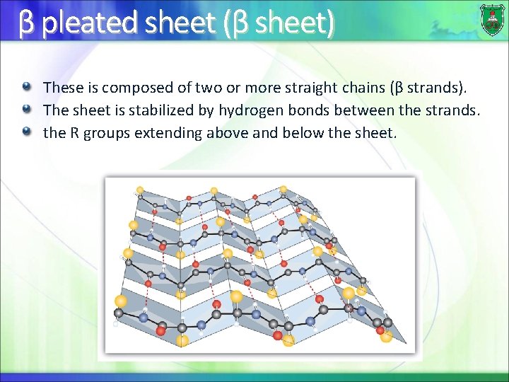 β pleated sheet (β sheet) These is composed of two or more straight chains