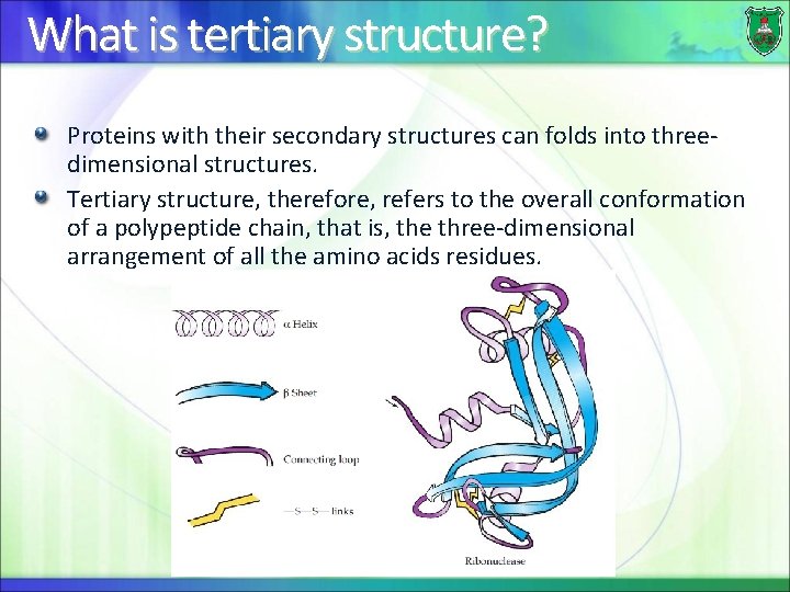 What is tertiary structure? Proteins with their secondary structures can folds into threedimensional structures.