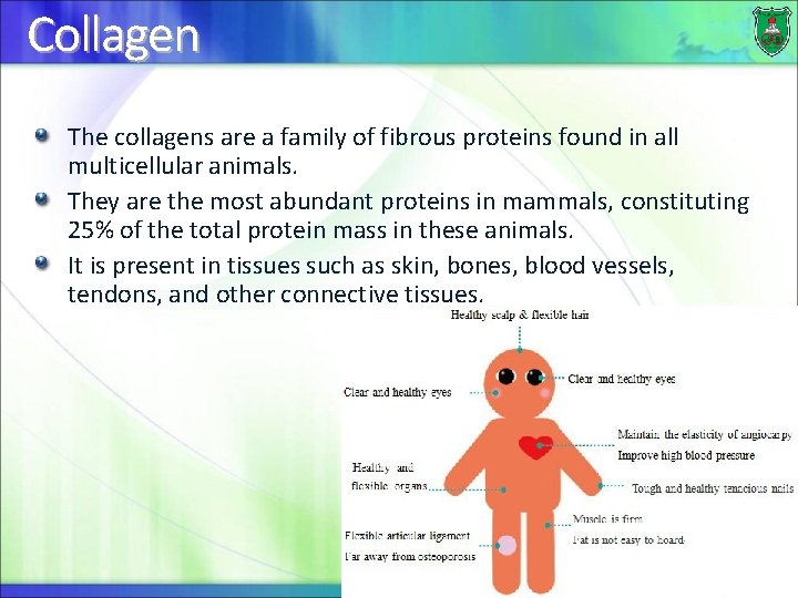 Collagen The collagens are a family of fibrous proteins found in all multicellular animals.