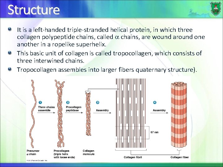 Structure It is a left-handed triple-stranded helical protein, in which three collagen polypeptide chains,