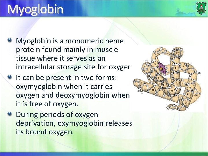 Myoglobin is a monomeric heme protein found mainly in muscle tissue where it serves