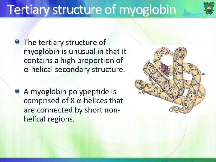 Tertiary structure of myoglobin The tertiary structure of myoglobin is unusual in that it