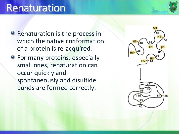 Renaturation is the process in which the native conformation of a protein is re-acquired.